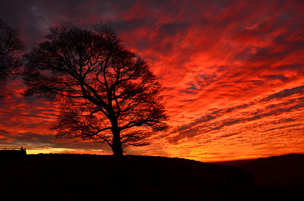 Baum vor rotem Himmel